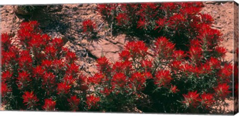 Framed Indian Paintbrush, UT Print