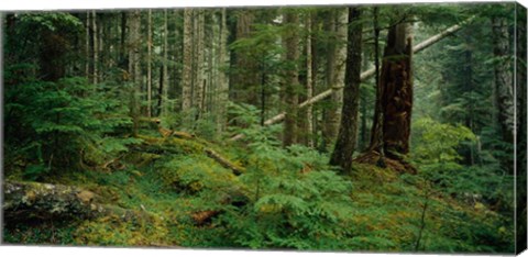 Framed Hoh Rainforest, Olympic National Forest, Washington State Print