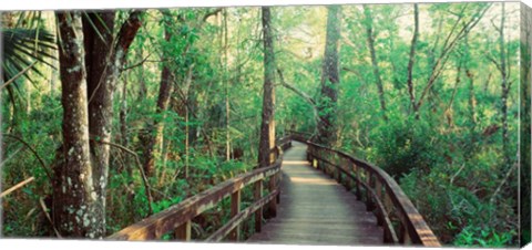 Framed Fakahatchee Strand State Preserve, Florida Print
