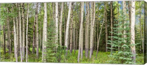 Framed Bow Valley Parkway, Banff National Park, Alberta, Canada Print