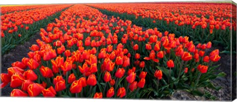 Framed Rows of Red Tulips in bloom, North Holland, Netherlands Print