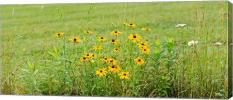 Framed Wildflowers, Portville, New York State Print