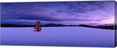 Framed Christmas Tree in the Snow, New London, New Hampshire Print