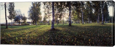 Framed Birch Trees, Imatra, Finland Print