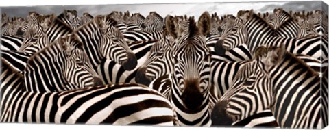 Framed Herd of Zebras Print