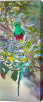 Framed Resplendent Quetzal, Costa Rica Print