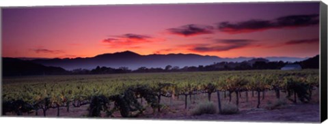 Framed Vineyard At Sunset, Napa Valley, California Print