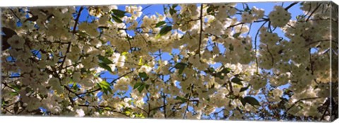 Framed Cherry Blossoms Riverside Park, Manhattan, New York City Print