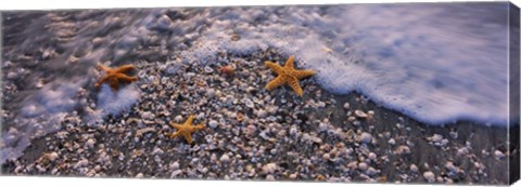 Framed Starfish on a Beach, Gulf Of Mexico, Florida Print