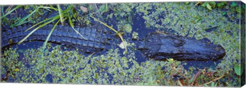 Framed Alligator Swimming in a River, Florida Print