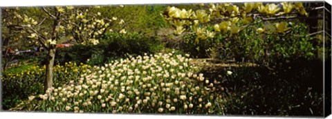 Framed Flowers in Central Park, Manhattan, New York City Print