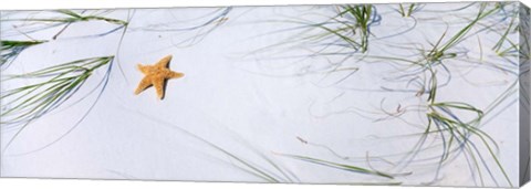 Framed Starfish, Gulf of Mexico Print