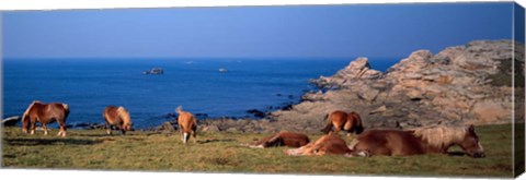 Framed Celtic Horses, Finistere, Brittany, France Print