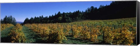 Framed Vineyard in Fall, Sonoma County, California Print