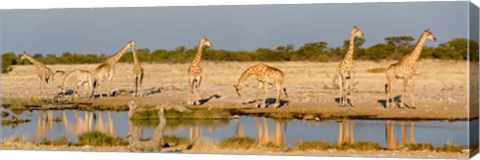 Framed Giraffes, Etosha National Park, Namibia Print