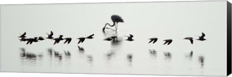 Framed Flamingos, Lake Manyara, Tanzania Print