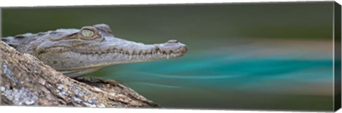 Framed American Crocodile, Costa Rica Print