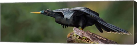 Framed Anhinga, Costa Rica Print