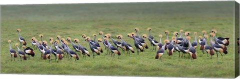 Framed Crowned Crane, Ngorongoro Crater, Tanzania Print