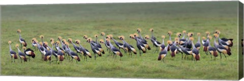 Framed Crowned Crane, Ngorongoro Crater, Tanzania Print