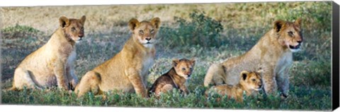 Framed African Lion (Panthera leo) family in a field, Ndutu, Ngorongoro Conservation Area, Tanzania Print