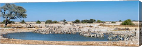 Framed Burchell&#39;s Zebras, Etosha National Park, Namibia Print