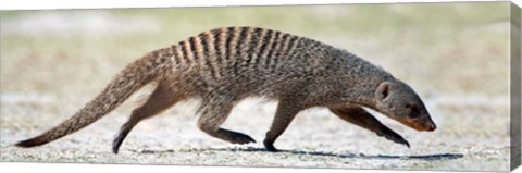 Framed Mongoose, Etosha National Park, Namibia Print