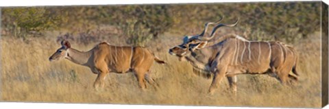 Framed Male and female Greater Kudu, Etosha National Park, Namibia Print