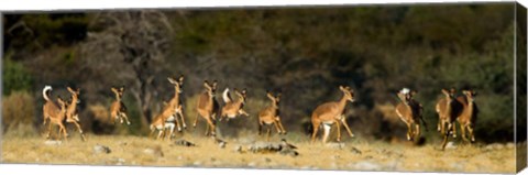 Framed Black-Faced Impala, Etosha National Park, Namibia Print