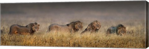 Framed African Lions, Ngorongoro Conservation Area, Tanzania Print