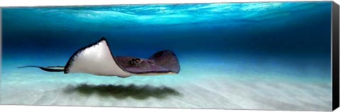 Framed Southern Stingray, Grand Cayman, Cayman Islands Print