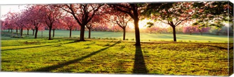 Framed Cherry Blossoms in a Park, England Print