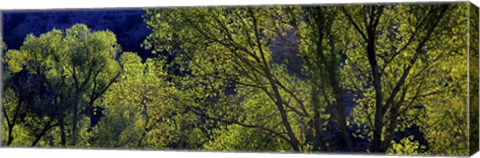 Framed Cottonwood Trees, Gila Hot Springs, New Mexico Print