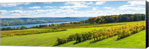 Framed Glenora Vineyard, Seneca Lake, Finger Lakes, New York State Print