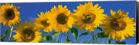 Framed Sunflowers in a Row Print