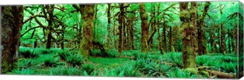 Framed Rain Forest, Olympic National Park, Washington State Print