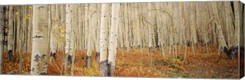 Framed Aspen, Colorado Print