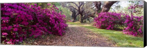 Framed Magnolia Plantation and Gardens, Charleston, South Carolina Print