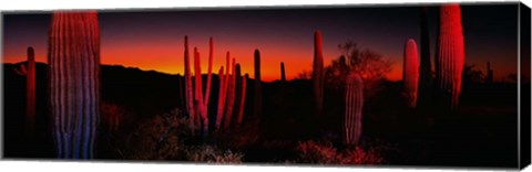 Framed Organ Pipe National Park AZ Print