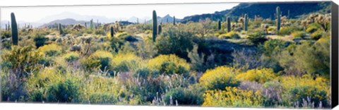 Framed Desert AZ Print