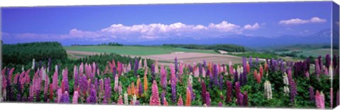 Framed Lupines Hokkaido, Japan Print