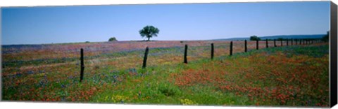 Framed Wildflower Field, Texas Print