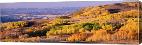 Framed Aspens Dixie National Forest, Utah Print