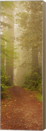 Framed Redwood National Park California Print