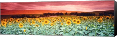 Framed Sunflowers, Corbada, Spain Print