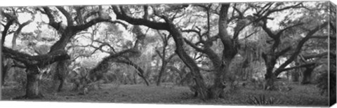 Framed Lake Kissimmee State Park, Florida Print