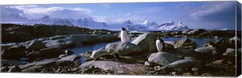 Framed Penguins on Peterman Island Print