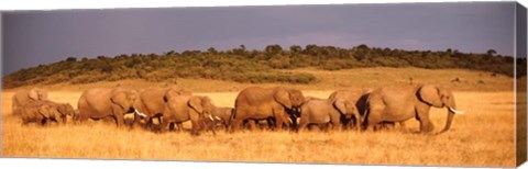 Framed Elephant Herd, Kenya, Maasai Mara Print