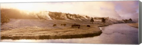 Framed Bison Firehole River, Yellowstone National Park, WY Print