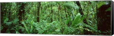 Framed Monteverde Cloud Forest Reserve, Costa Rica Print